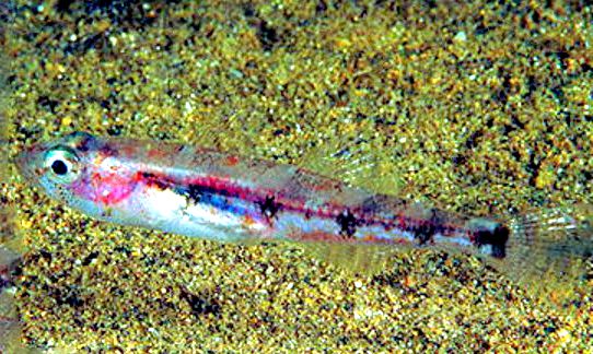 Deltentosteus collonianus_0215